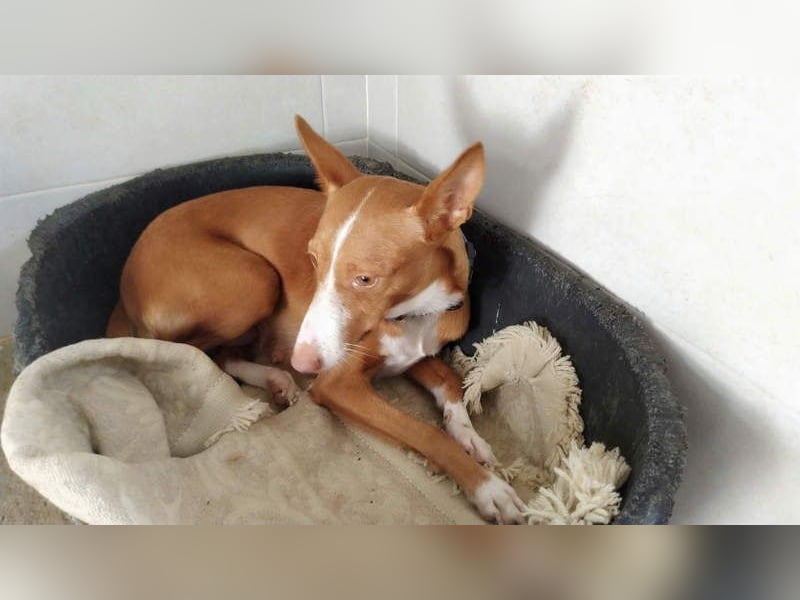 PIA sucht besonderes liebenswertes Für-immer-Zuhause