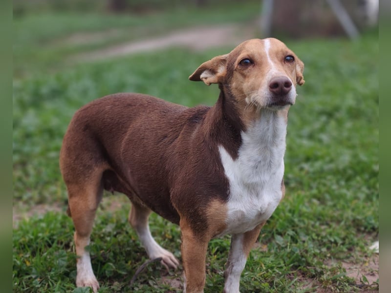 NAYA-braucht dringend wieder eine liebevolle, aktive Familie. Sie ist
