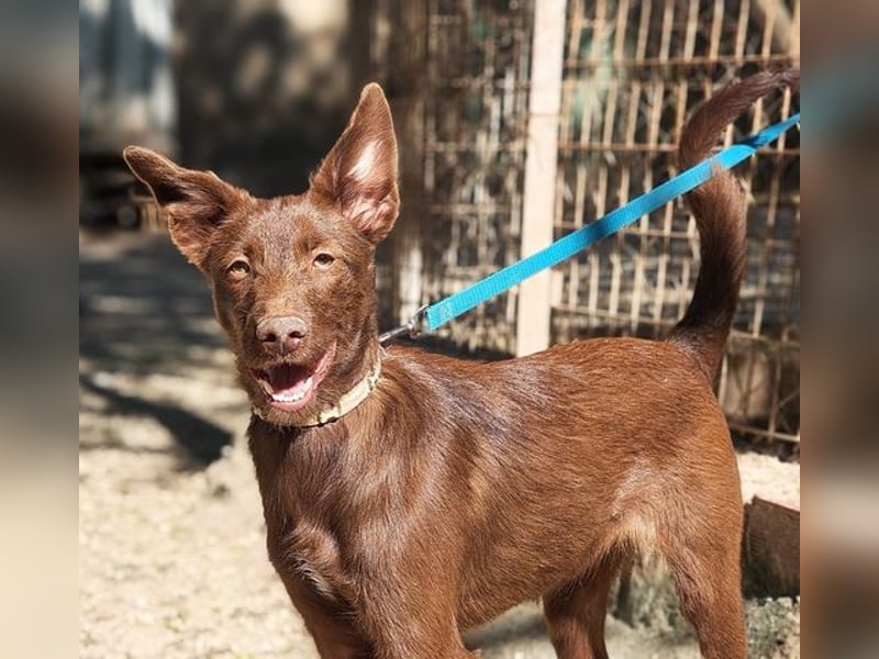 Zuckersüße TIFFANY-sucht liebevolles Für-immer-Zuhause