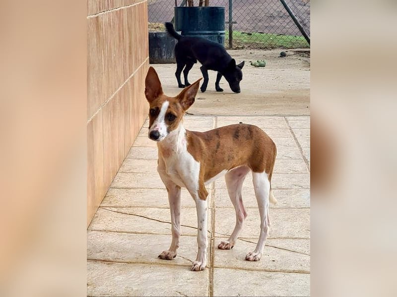 Bezaubernde FANI- kleine, zarte Fee sucht ihr liebevolles "Für-immer-Zuhause