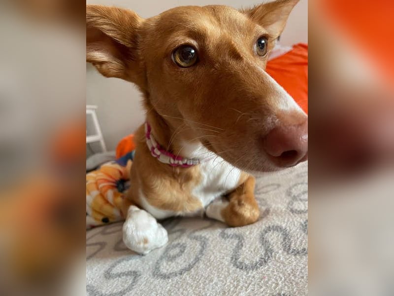 ZOEY-wartet sehnsüchtig auf Pflegestelle in 76756 Bellheim auf ihr Für-immer-Zuhause, gerne mit Lucy