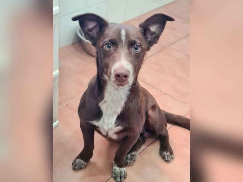 LANDO-freundlicher, fröhlicher, sanfter Bub sucht sein liebevolles Für-immer-Zuhause