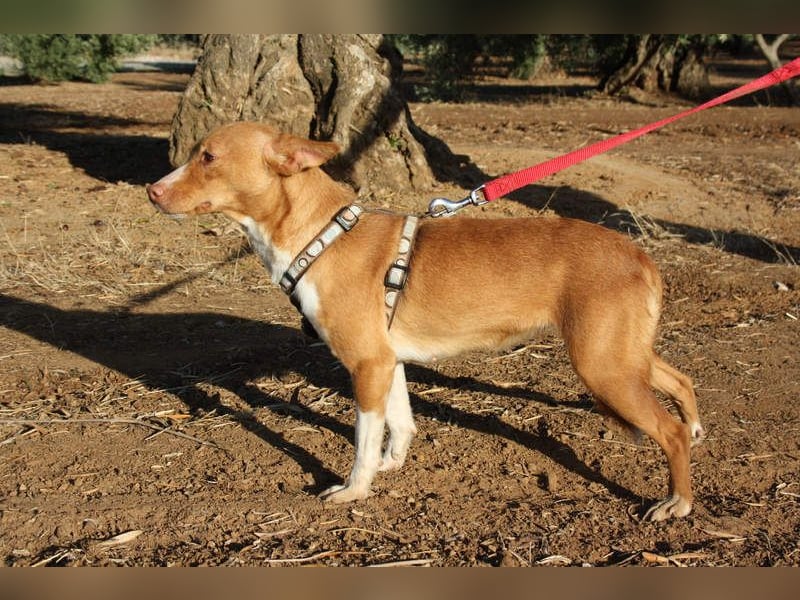 ARIEL-wunderschöne kleine Traumpodenca, sucht ihr liebevolle Zuhause