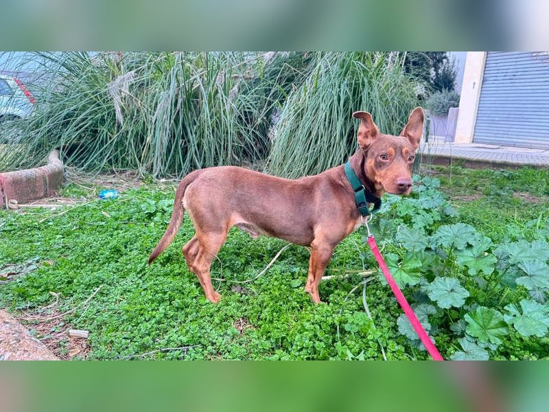 TOCHO- wartet ab 18.4.26 in 88662 Überlingen