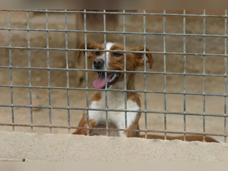 CANELA-jung, dynamisch, verschmust und auf der Suche nach leibevollem Für-immer-Zuhause