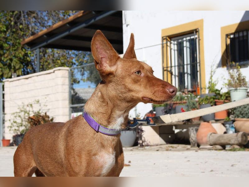 INMA-braucht dringend eine Familie der sie für den Rest ihres Lebens vertrauen kann