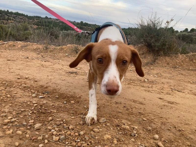 FINTIS- freundliches, bewegungsfreudiges, etwas schüchternes Mädchen sucht ihr liebevolles Zuhause