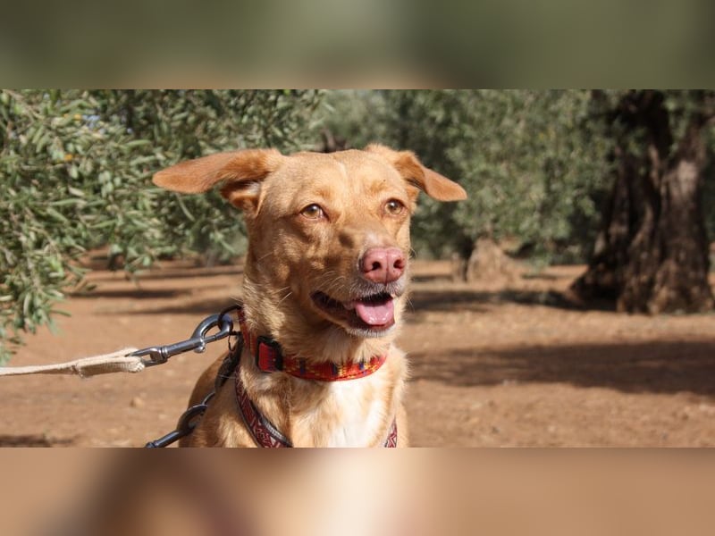 CAMPEONA-aus Tötung gerettet wartet sie auf liebevolles "Für-immer-Zuhause"