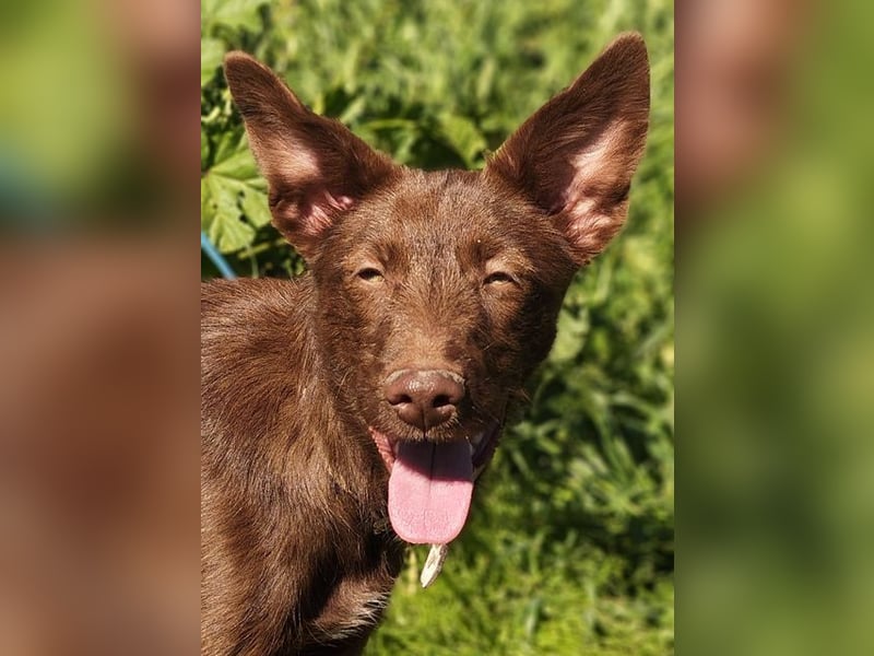 Zuckersüße TIFFANY-sucht liebevolles Für-immer-Zuhause