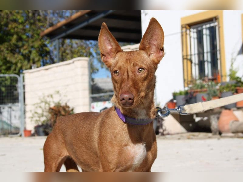 INMA-braucht dringend eine Familie der sie für den Rest ihres Lebens vertrauen kann