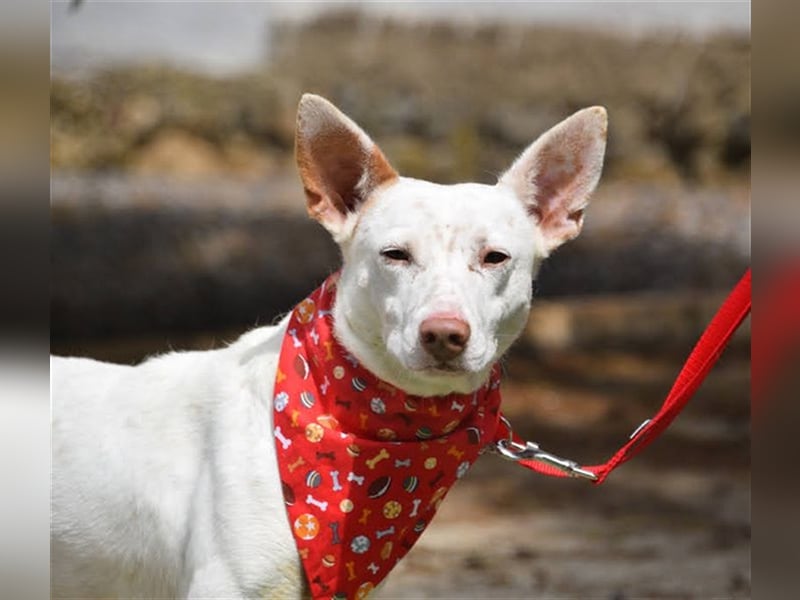 Ruhiger COPY-sehnt sich noch einmal nach einem liebevollen Zuhause