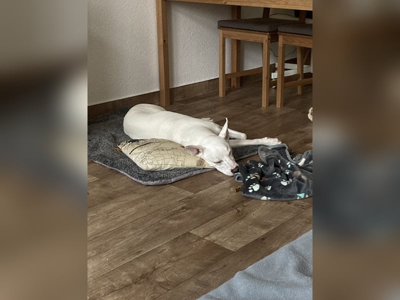 Podenco-Mischling sucht dringend neues Zuhause