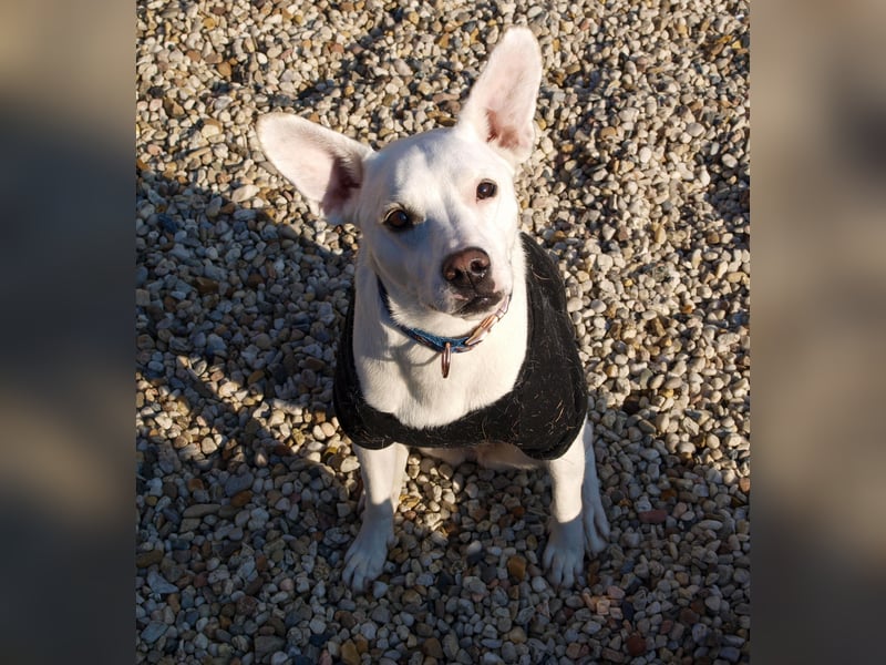 Podenco-Mischling sucht dringend neues Zuhause