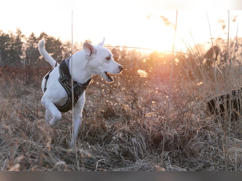 Podenco-Mischling sucht dringend neues Zuhause