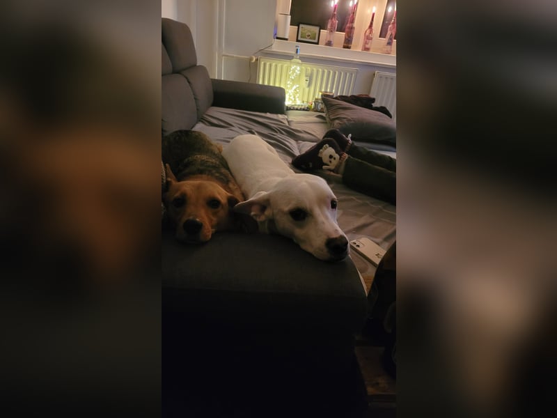 Podenco-Mischling sucht dringend neues Zuhause