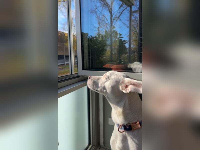 Podenco-Mischling sucht dringend neues Zuhause