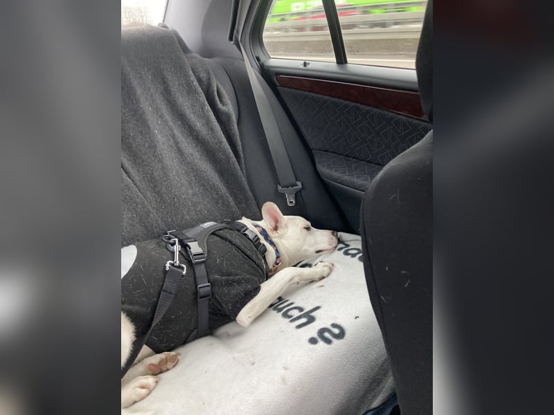 Podenco-Mischling sucht dringend neues Zuhause
