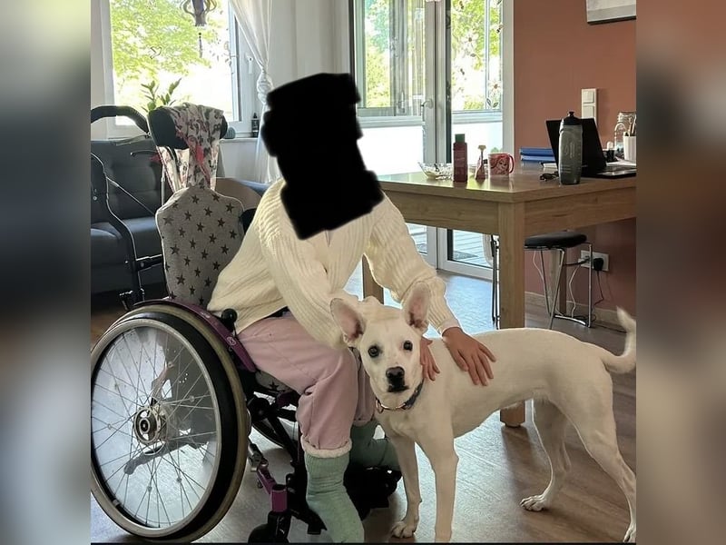 Podenco-Mischling sucht dringend neues Zuhause