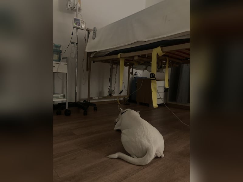 Podenco-Mischling sucht dringend neues Zuhause