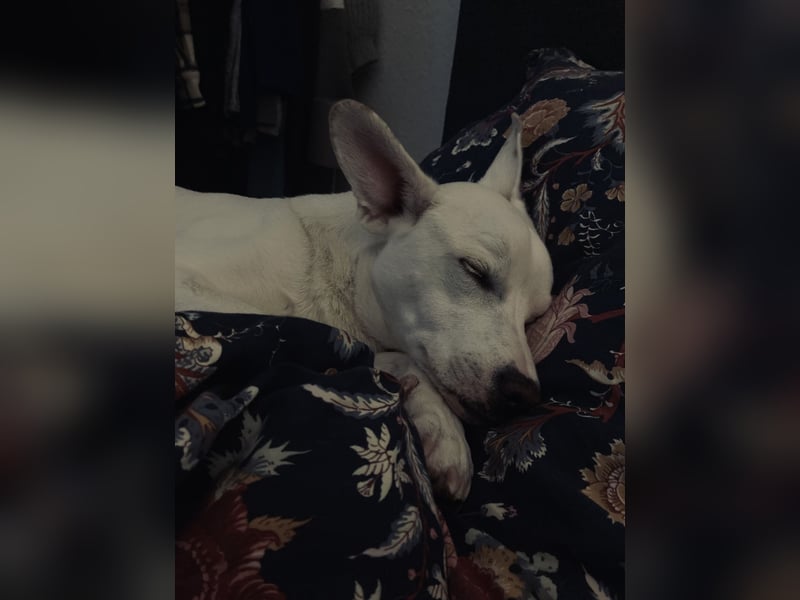 Podenco-Mischling sucht dringend neues Zuhause