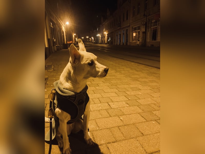 Podenco-Mischling sucht dringend neues Zuhause