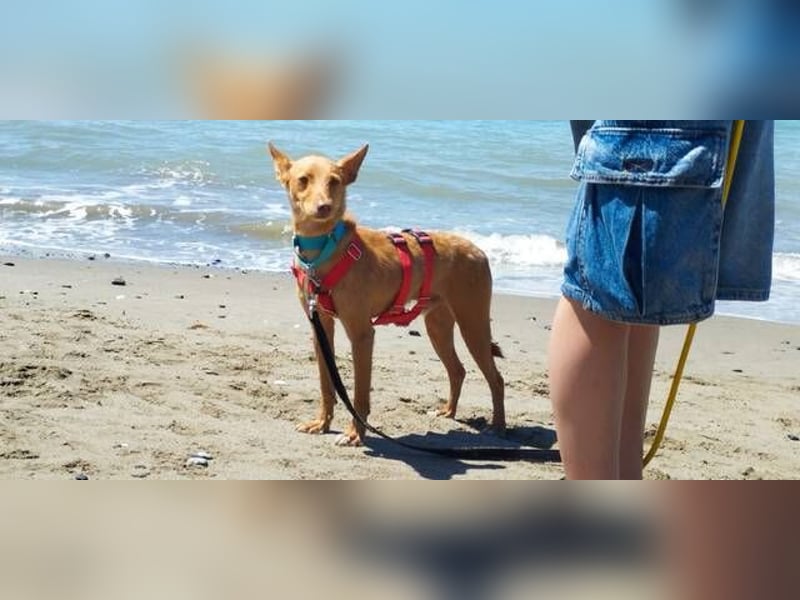 Nemo (Spanien) - zauberhafter kleiner Bub sucht seine Menschen