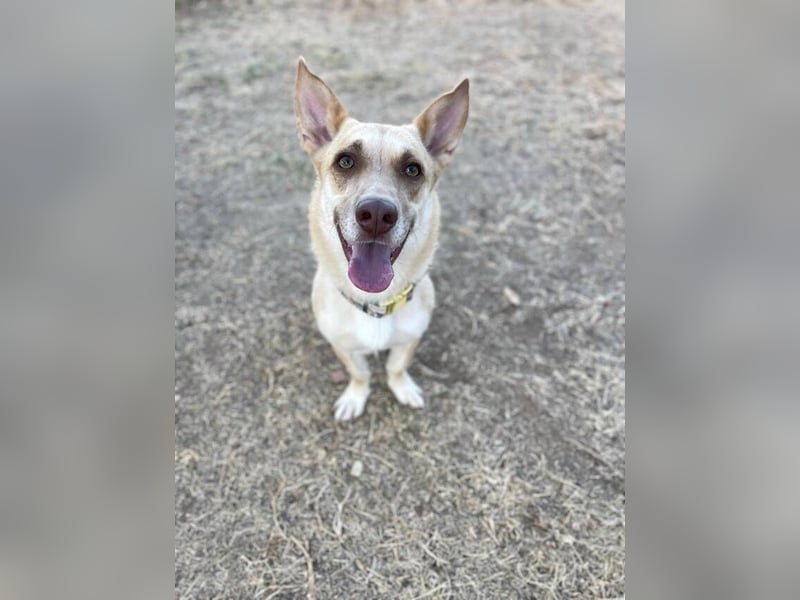 Zoe (Spanien) – kleine Füchsin mit großem Herzen sucht ihr Glück
