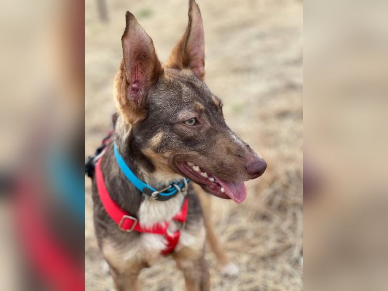Elven (Spanien) – ein wunderschöner Podenco-Kelpie-Mischling mit markanten Augen