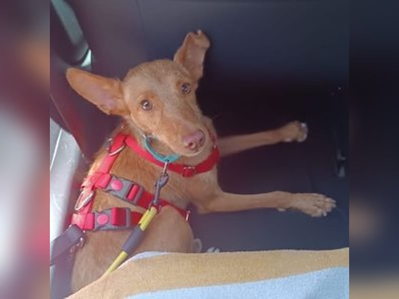 Nemo (Spanien) - zauberhafter kleiner Bub sucht seine Menschen