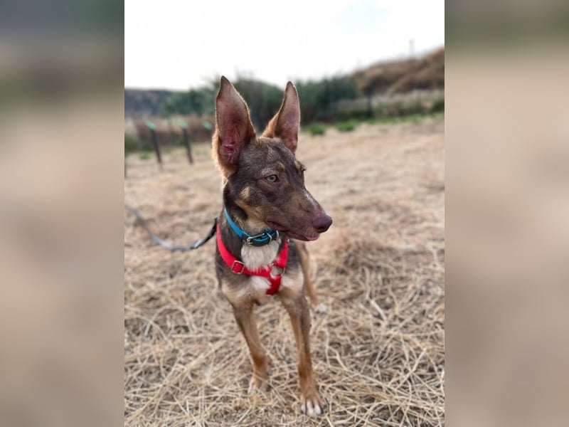 Elven (Spanien) – ein wunderschöner Podenco-Kelpie-Mischling mit markanten Augen