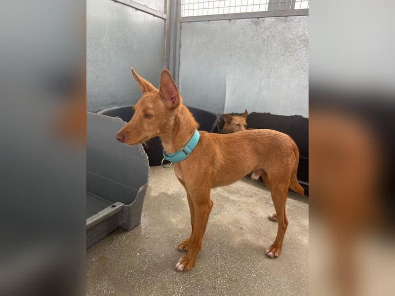 Nemo (Spanien) - zauberhafter kleiner Bub sucht seine Menschen