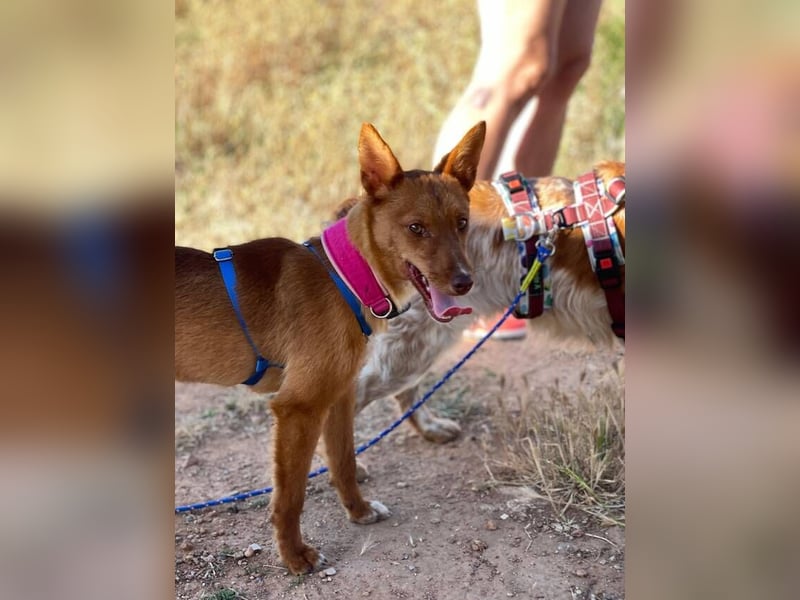 Chilifox (Spanien) – unsere bezaubernde Fuchsdame