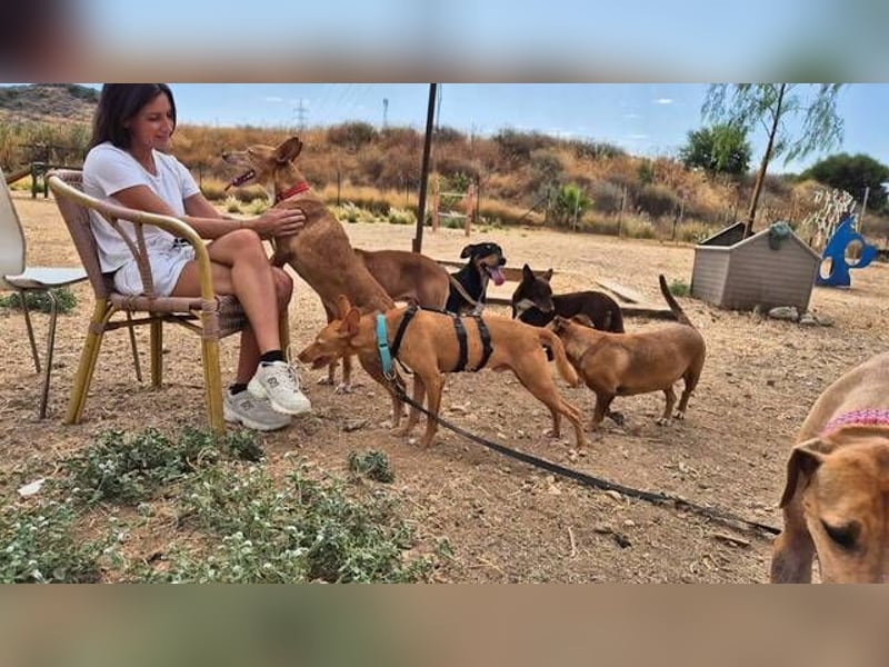 Nemo (Spanien) - zauberhafter kleiner Bub sucht seine Menschen