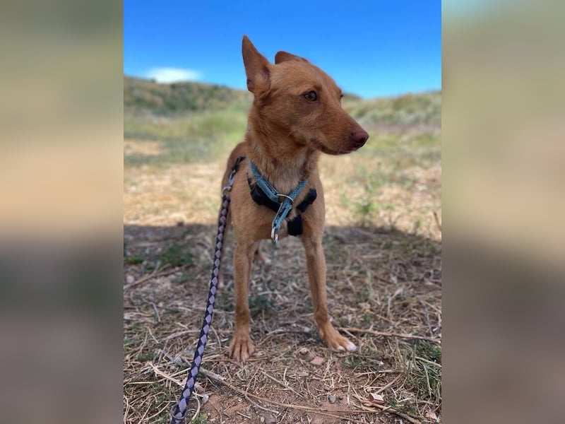 Nemo (Spanien) - zauberhafter kleiner Bub sucht seine Menschen
