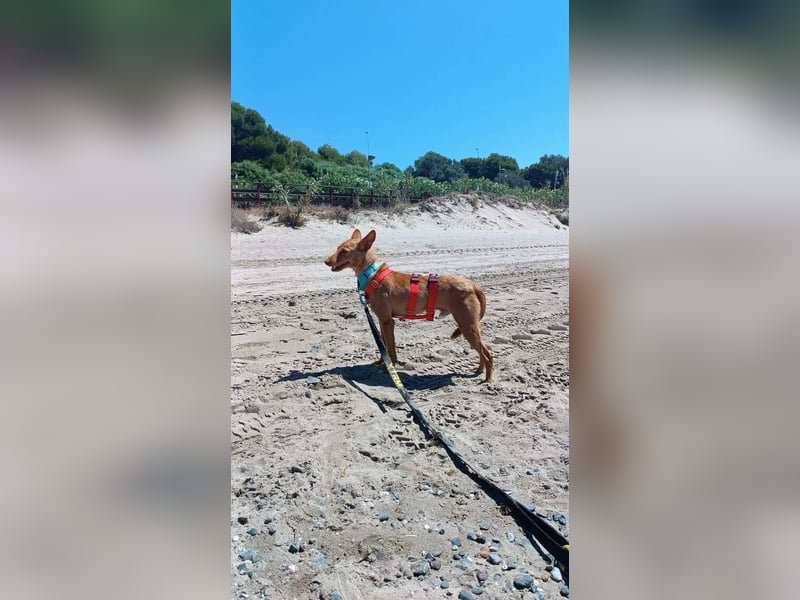 Nemo (Spanien) - zauberhafter kleiner Bub sucht seine Menschen