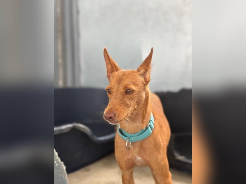 Nemo (Spanien) - zauberhafter kleiner Bub sucht seine Menschen