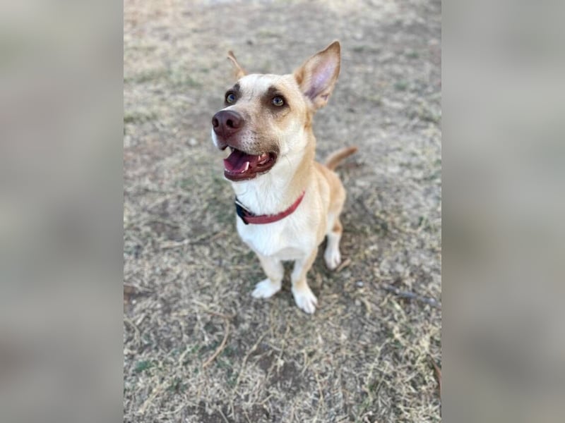 Zoe (Spanien) – kleine Füchsin mit großem Herzen sucht ihr Glück