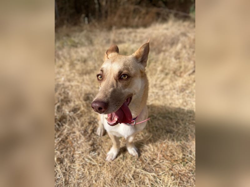 Zoe (Spanien) – kleine Füchsin mit großem Herzen sucht ihr Glück