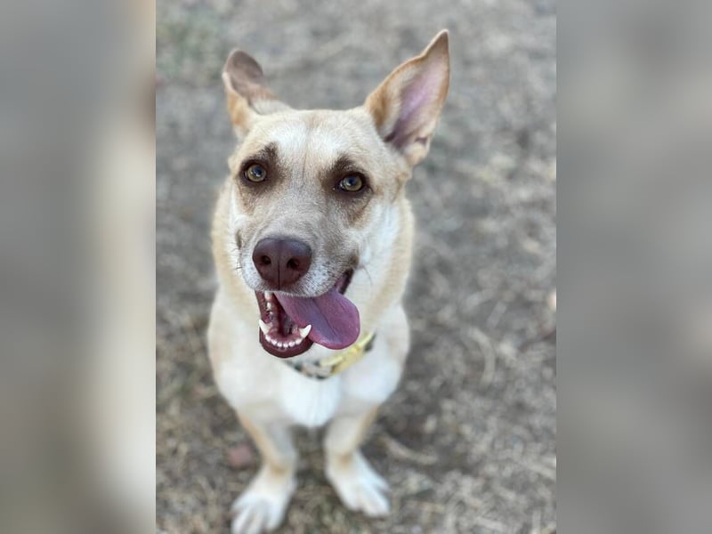 Zoe (Spanien) – kleine Füchsin mit großem Herzen sucht ihr Glück