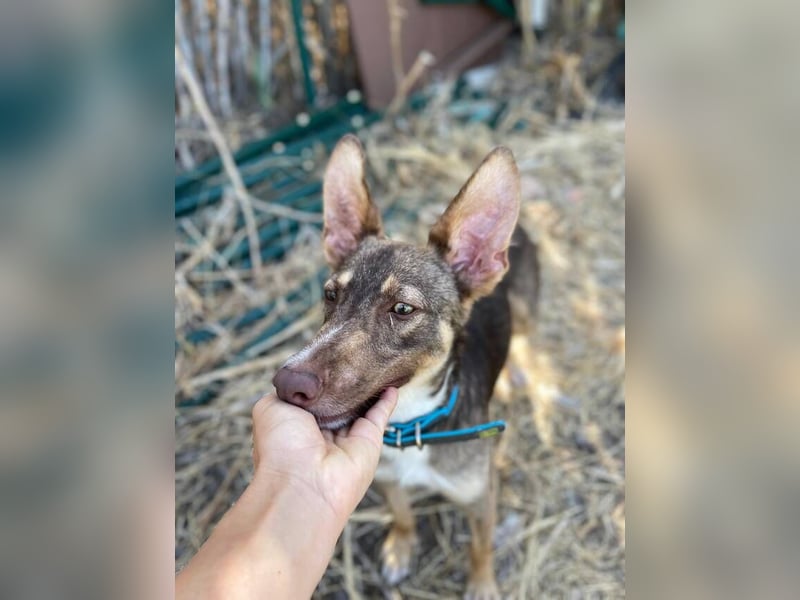 Elven (Spanien) – ein wunderschöner Podenco-Kelpie-Mischling mit markanten Augen