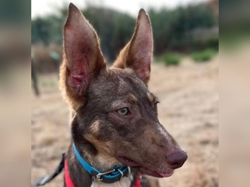 Elven (Spanien) – ein wunderschöner Podenco-Kelpie-Mischling mit markanten Augen