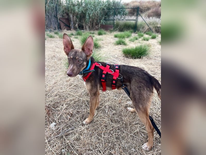 Elven (Spanien) – ein wunderschöner Podenco-Kelpie-Mischling mit markanten Augen