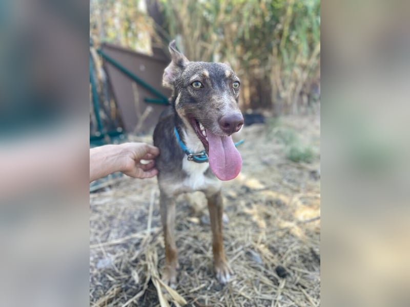 Elven (Spanien) – ein wunderschöner Podenco-Kelpie-Mischling mit markanten Augen