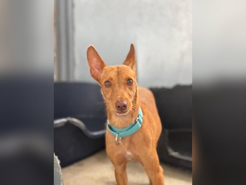 Nemo (Spanien) - zauberhafter kleiner Bub sucht seine Menschen