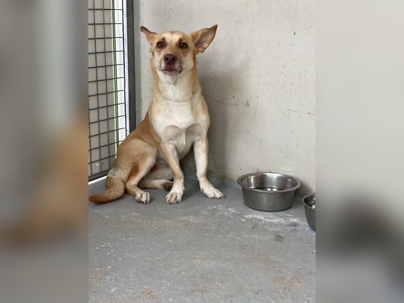 Zoe (Spanien) – kleine Füchsin mit großem Herzen sucht ihr Glück