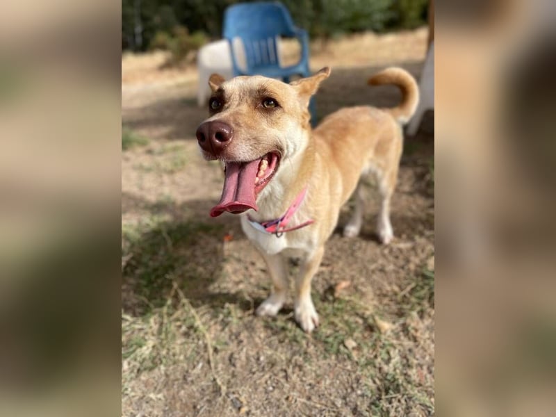 Zoe (Spanien) – kleine Füchsin mit großem Herzen sucht ihr Glück
