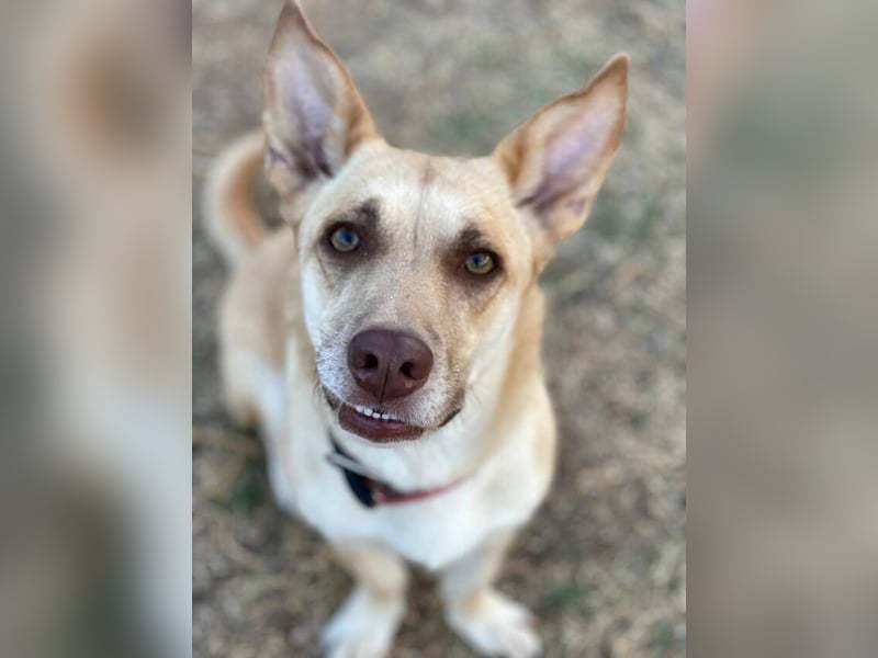 Zoe (Spanien) – kleine Füchsin mit großem Herzen sucht ihr Glück