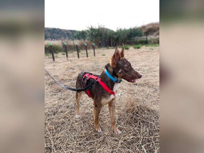 Elven (Spanien) – ein wunderschöner Podenco-Kelpie-Mischling mit markanten Augen