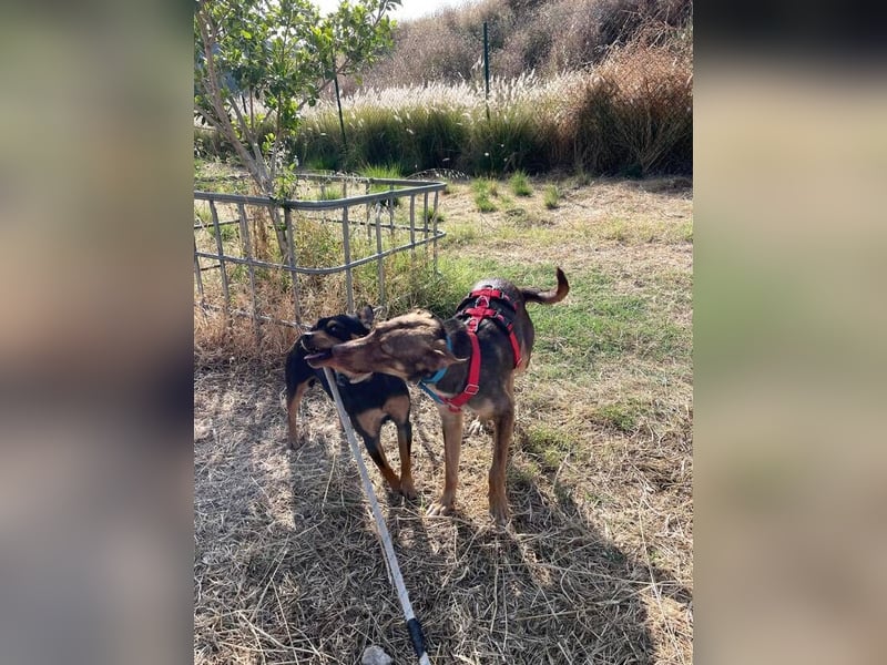 Elven (Spanien) – ein wunderschöner Podenco-Kelpie-Mischling mit markanten Augen