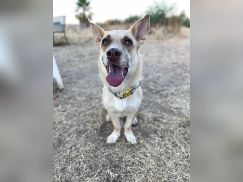 Zoe (Spanien) – kleine Füchsin mit großem Herzen sucht ihr Glück